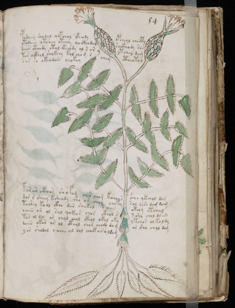 File:VM 54r.jpg