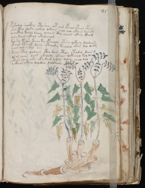 File:VM 45r.jpg