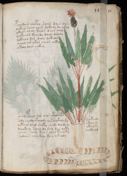 File:VM 14r.jpg