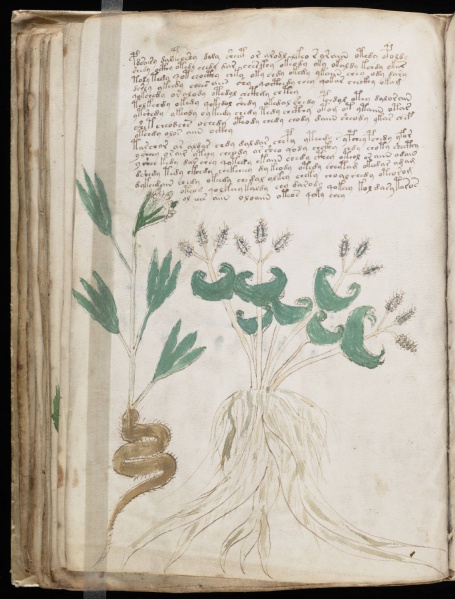 File:VM 43v.jpg