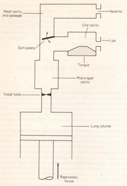 File:Functional model of the vocal tract.jpg