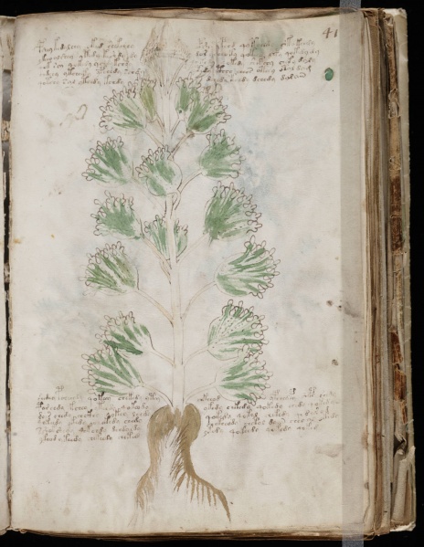 File:VM 41r.jpg