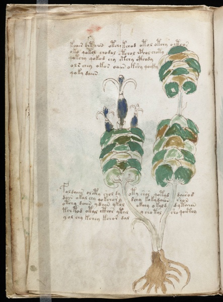 File:VM 13v.jpg