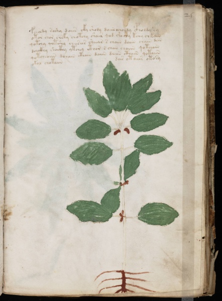 File:VM 25r.jpg