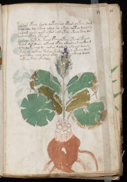 File:VM 13r.jpg