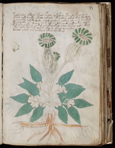 File:VM 33r.jpg