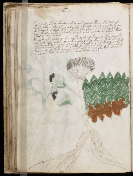 File:VM 31v.jpg