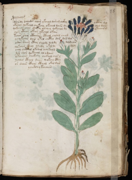 File:VM 18r.jpg