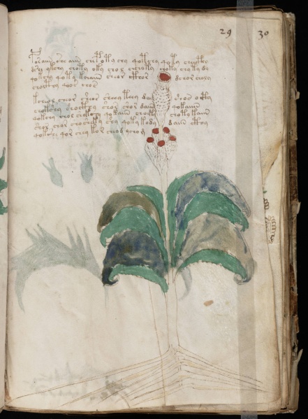 File:VM 29r.jpg