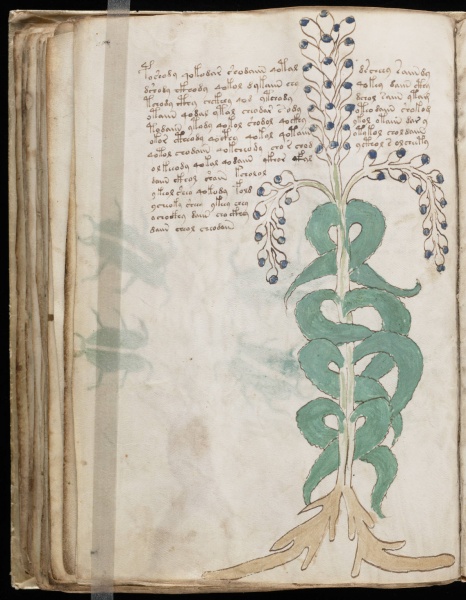 File:VM 51v.jpg