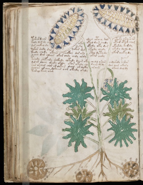 File:VM 33v.jpg