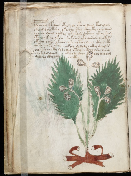 File:VM 14v.jpg