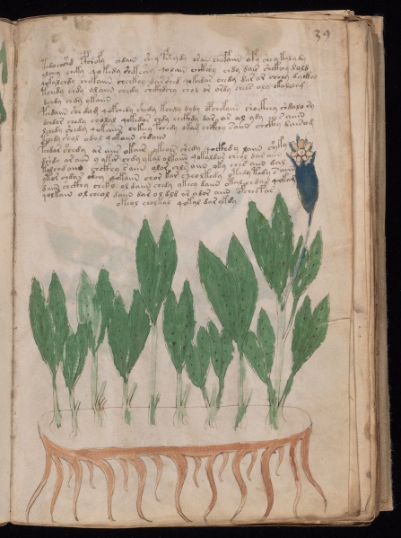 File:VM 39r.jpg