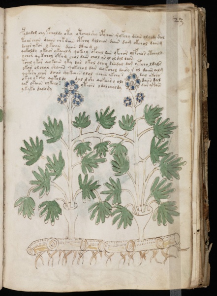 File:VM 23r.jpg