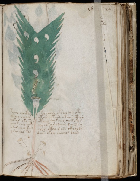 File:VM 38r.jpg