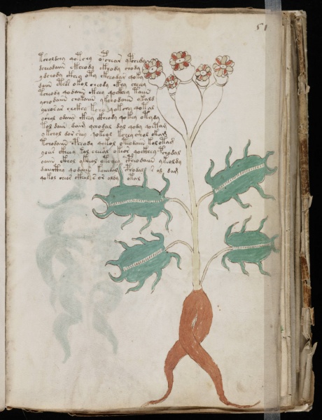 File:VM 51r.jpg