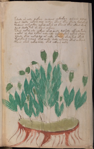 File:VM 95r2.jpg
