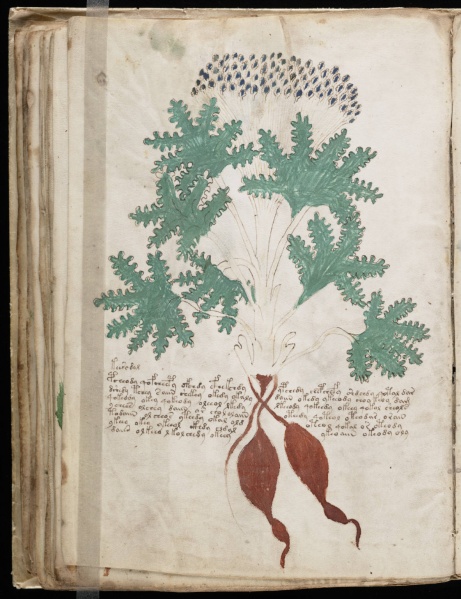 File:VM 41v.jpg