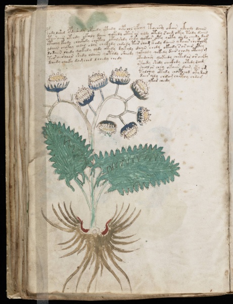 File:VM 46v.jpg