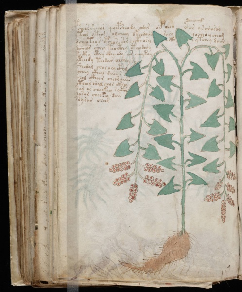 File:VM 96v.jpg