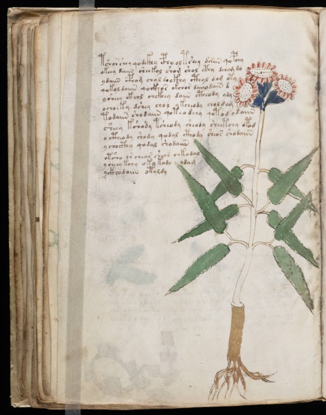 File:VM 53v.jpg