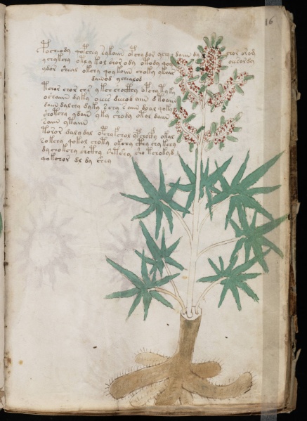 File:VM 16r.jpg