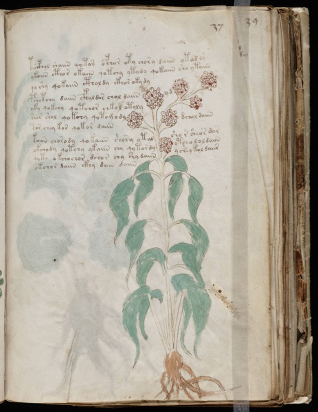 File:VM 37r.jpg