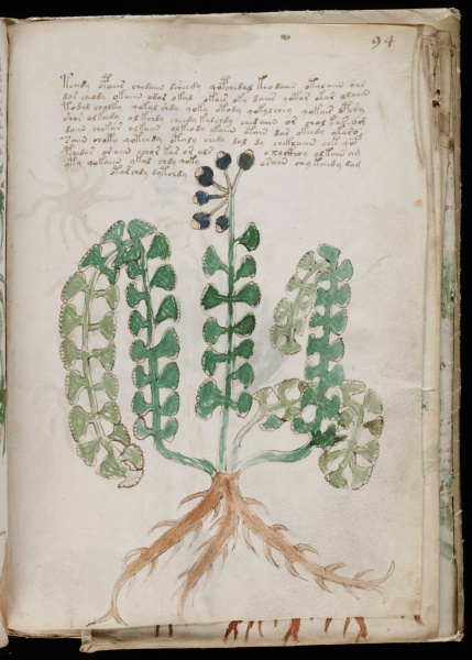 File:VM 94r.jpg
