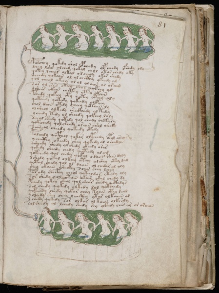 File:VM 81r.jpg