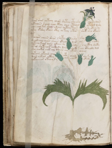File:VM 29v.jpg