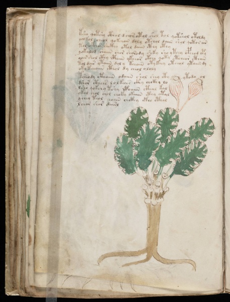 File:VM 44v.jpg