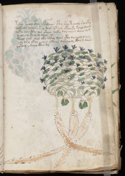 File:VM 11r.jpg