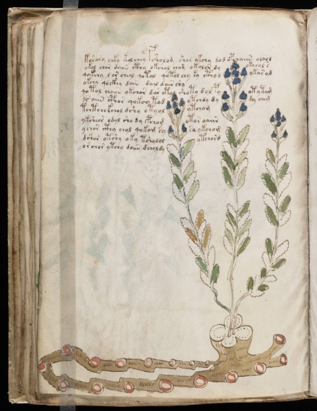 File:VM 45v.jpg