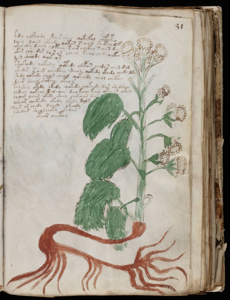 File:VM 31r.jpg