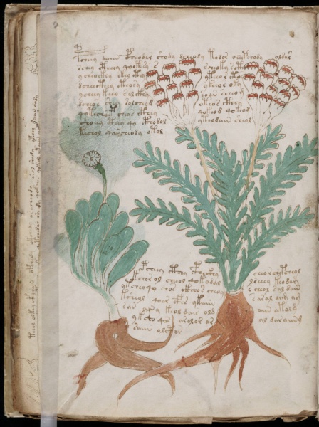 File:VM 87v.jpg