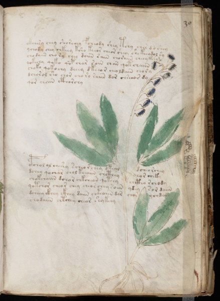File:VM 30r.jpg