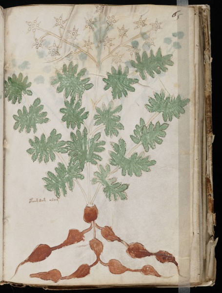 File:VM 65r.jpg