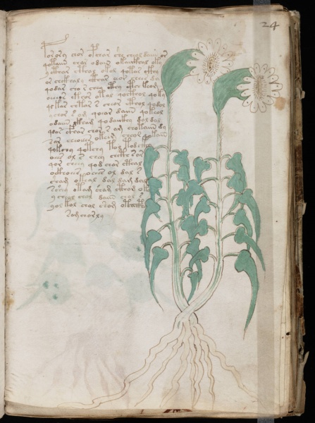 File:VM 24r.jpg
