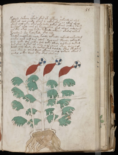File:VM 55r.jpg